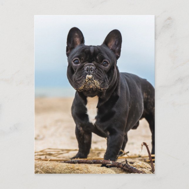 French Bulldog Playing in the Sand Postcard (Front)