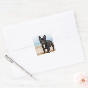 French Bulldog Playing in the Sand Square Sticker
