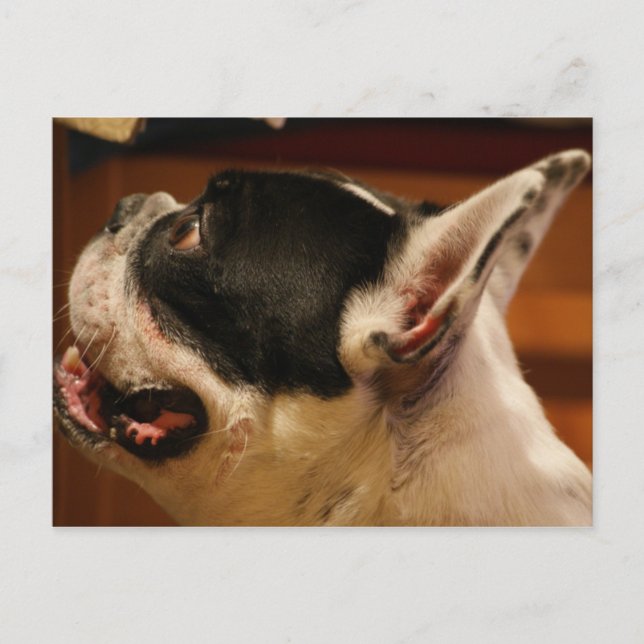 french-bulldog.png postcard (Front)