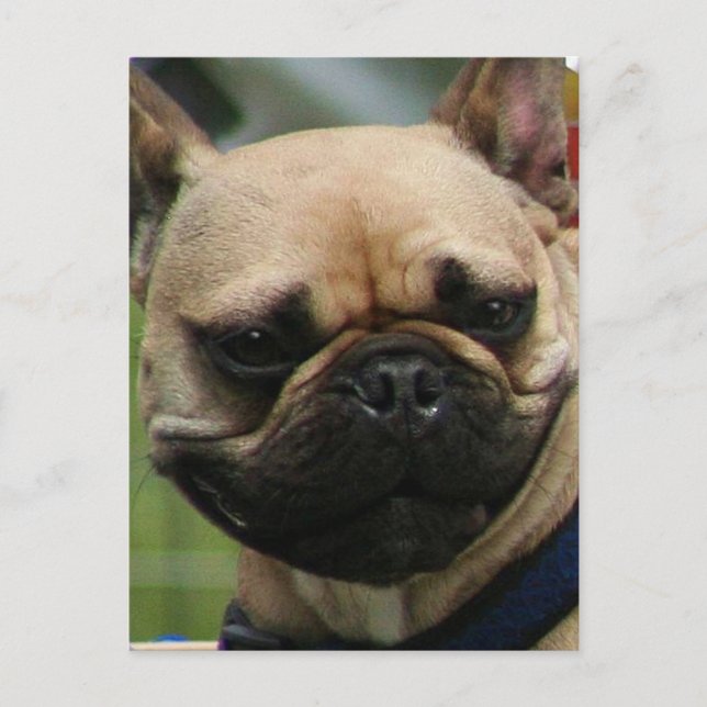 French Bulldog postcard (Front)