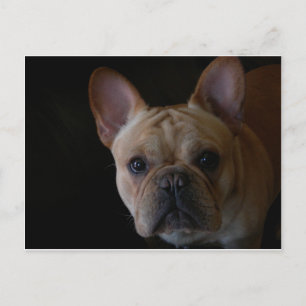 French Bulldog Postcard