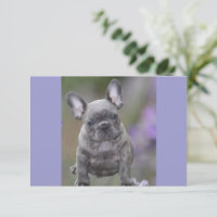 French Bulldog postcard
