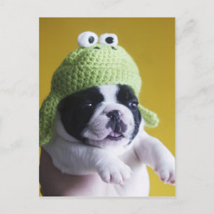 French Bulldog Postcard