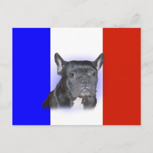 French Bulldog Postcard