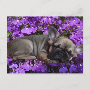 French Bulldog postcard