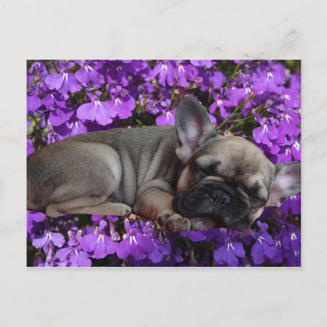 French Bulldog postcard (Front)