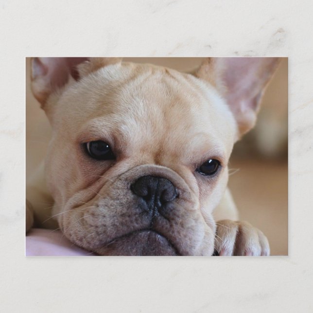 French Bulldog Postcard (Front)