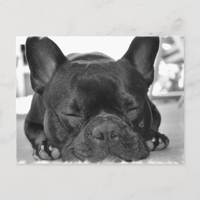 French Bulldog Postcard (Front)