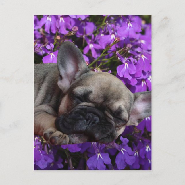 French bulldog postcard (Front)