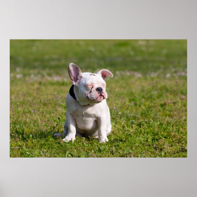 French Bulldog Poster (Front)
