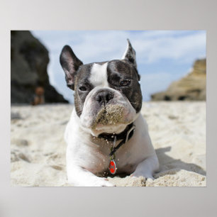 french bulldog poster