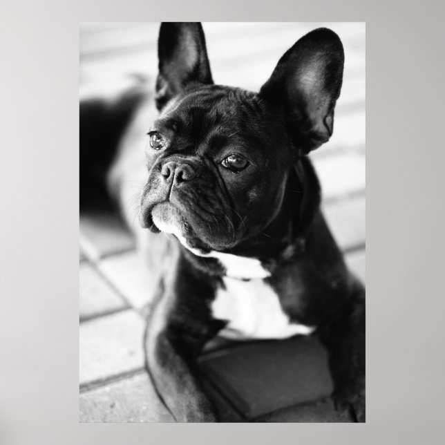 French Bulldog Poster (Front)