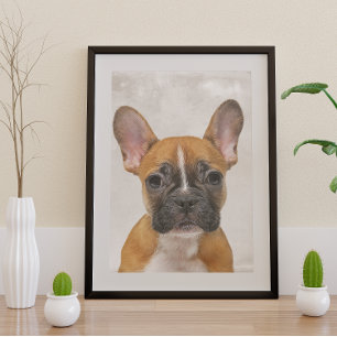 French Bulldog Poster