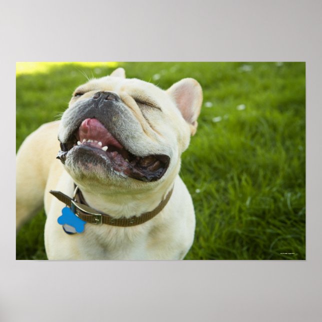 French Bulldog Poster (Front)