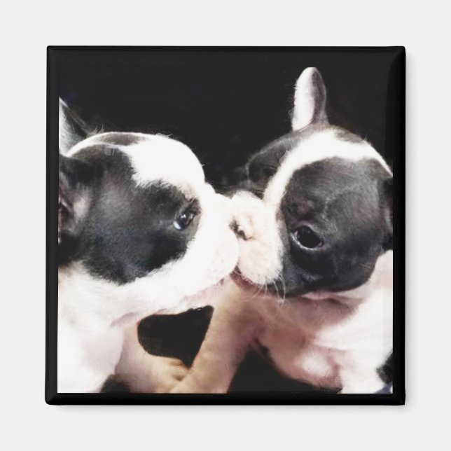 French bulldog puppies magnet (Front)