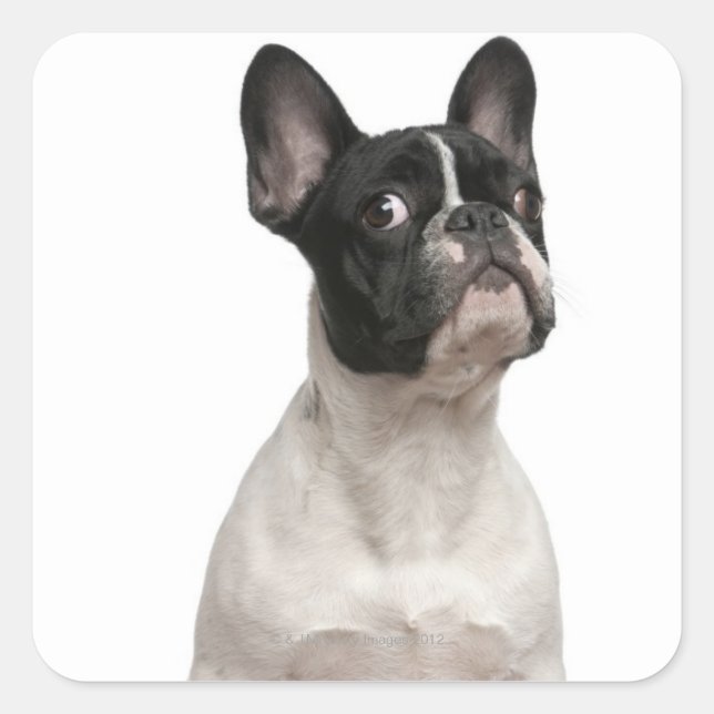 French Bulldog puppy (5 months old) Square Sticker (Front)