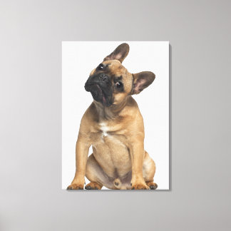French Bulldog puppy (7 months old) Canvas Print