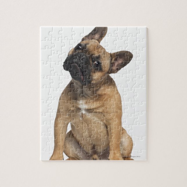 French Bulldog puppy (7 months old) Jigsaw Puzzle (Vertical)