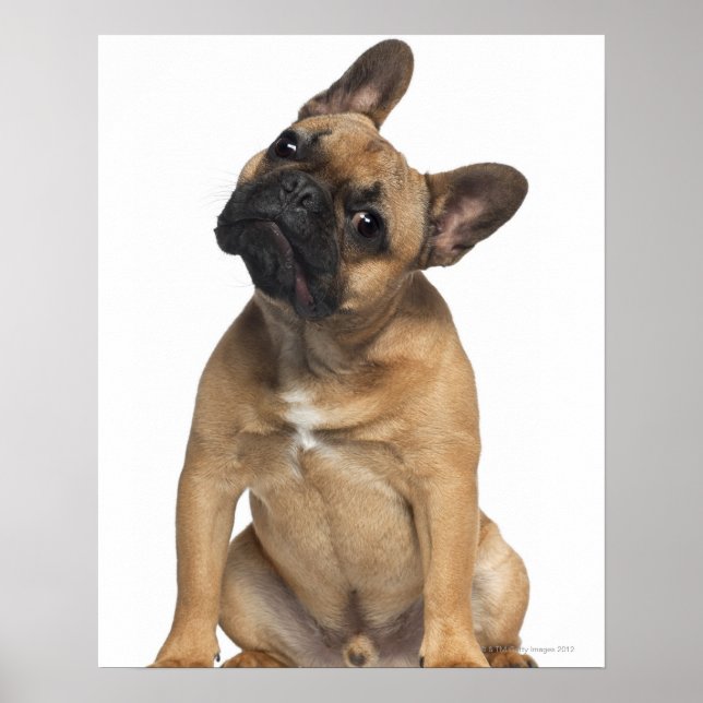 French Bulldog puppy (7 months old) Poster (Front)