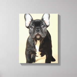French Bulldog Puppy Canvas Print
