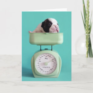 French Bulldog Puppy Card
