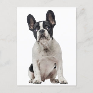 French Bulldog Puppy Dog - Love, Hello, Thank you Postcard