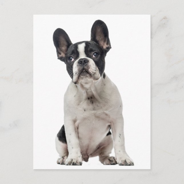 French Bulldog Puppy Dog - Love, Hello, Thank you Postcard (Front)