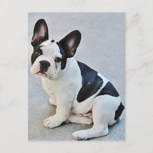 French Bulldog Puppy Dog Post Card