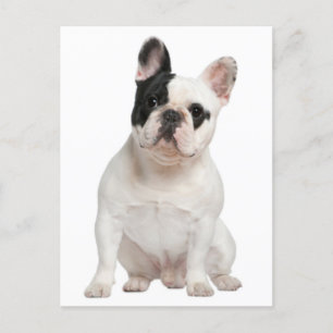 French Bulldog Puppy Dog Post Card