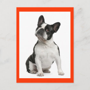 French Bulldog Puppy Dog Post Card