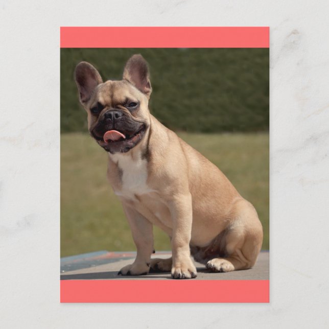 French Bulldog Puppy Dog Post Card (Front)