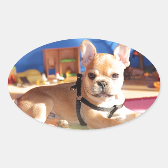French Bulldog puppy French Bulldog Oval Sticker (Front)