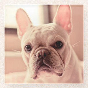 French Bulldog Puppy Glass Coaster