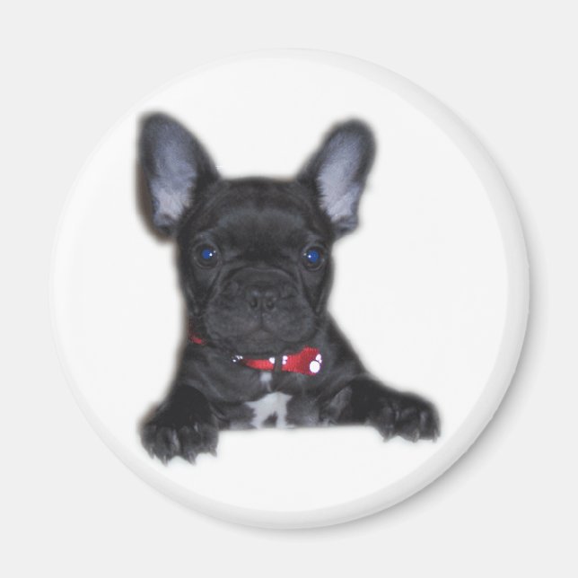 French Bulldog Puppy Magnet (Front)