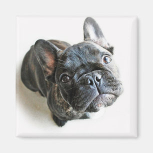 French Bulldog Puppy Magnet