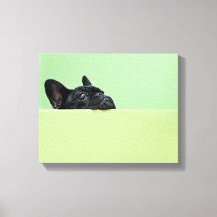 French Bulldog Puppy Peering Over Wall Canvas Print