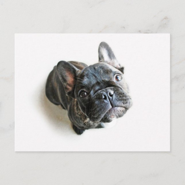 French Bulldog Puppy Postcard (Front)