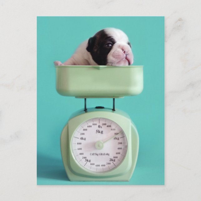 French Bulldog Puppy Postcard (Front)