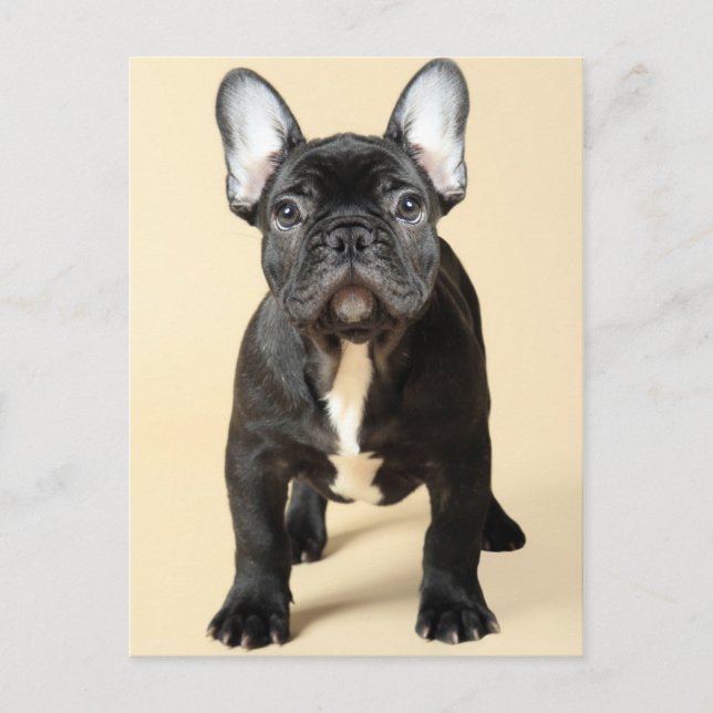 French Bulldog Puppy Postcard (Front)