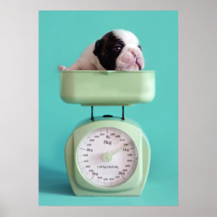 French Bulldog Puppy Poster