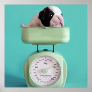 French Bulldog Puppy Poster