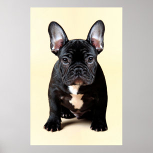 French Bulldog Puppy Sitting Poster