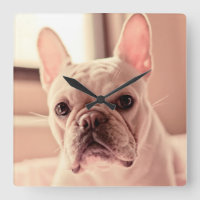 French Bulldog Puppy