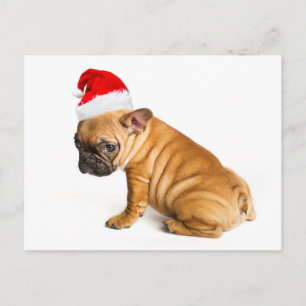 French bulldog puppy wearing a Santa Claus hat Holiday Postcard