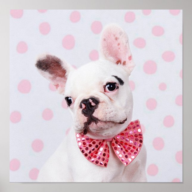 French Bulldog Puppy With Polka Dots Poster (Front)