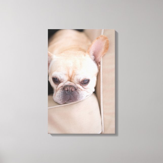 French bulldog resting on sofa canvas print (Front)