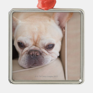 French bulldog resting on sofa metal tree decoration