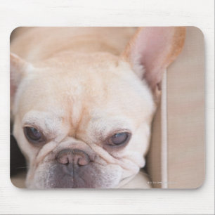 French bulldog resting on sofa mouse pad