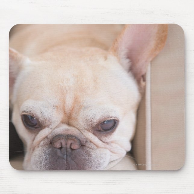 French bulldog resting on sofa mouse pad (Front)