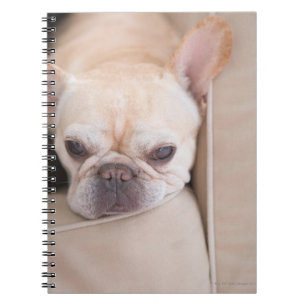 French bulldog resting on sofa spiral notebook